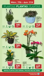 Folleto ALDI semana 25 Página 17