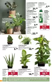 Dehner Prospekt woche 24 Seite 6