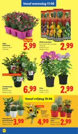 Lidl folder week 25 Pagina 19