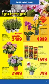 Lidl akciós újság hét 25 Oldal 21