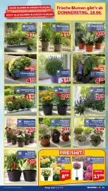 CENTERSHOP Prospekt woche 25 Seite 11