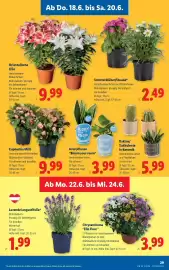 Lidl Flugblatt woche 25 Seite 37