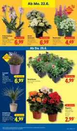Lidl Prospekt Seite 73