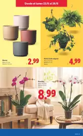 Catálogo Lidl semana 26 Página 41