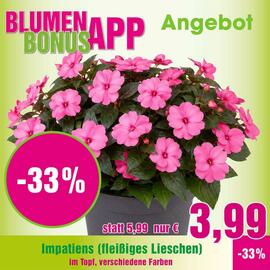 Blumen B&B Flugblatt woche 25 Seite 2