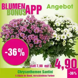 Blumen B&B Flugblatt woche 25 Seite 1
