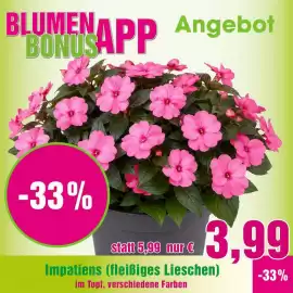 Blumen B&B Flugblatt woche 25 Seite 2