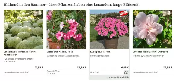 Starkl Flugblatt Seite 1