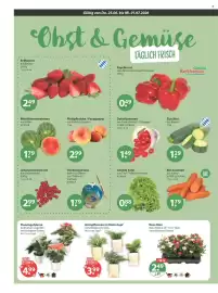 V Markt Prospekt woche 26 Seite 4