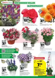 Hagebau Prospekt woche 25 Seite 2