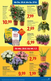 Lidl Flugblatt woche 26 Seite 27