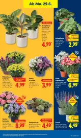 Lidl Prospekt Seite 35