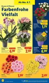 Lidl Prospekt woche 28 Seite 22