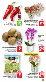 Edeka Stenger Prospekt woche 26 Seite 7
