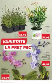 Catalog Kaufland săptămâna 26 Pagină 8
