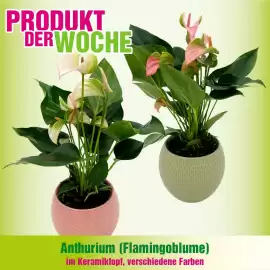 Blumen B&B Flugblatt woche 26 Seite 2