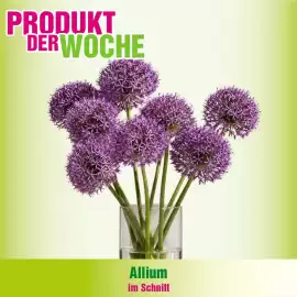 Blumen B&B Flugblatt woche 26 Seite 3