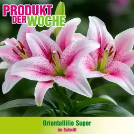 Blumen B&B Flugblatt woche 26 Seite 4