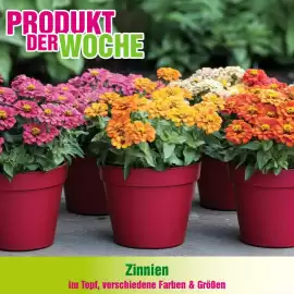 Blumen B&B Flugblatt woche 26 Seite 5