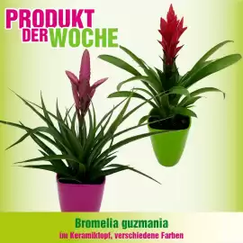 Blumen B&B Flugblatt woche 26 Seite 6