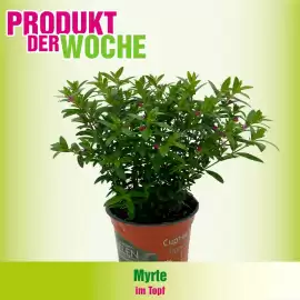 Blumen B&B Flugblatt woche 26 Seite 7