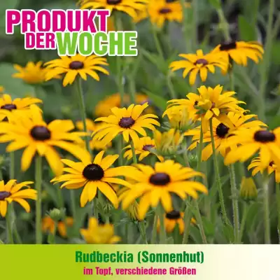 Blumen B&B Flugblatt (gültig bis 29-06)