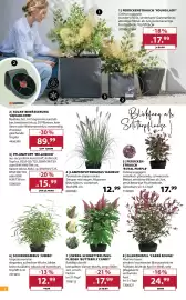 Dehner Prospekt woche 26 Seite 2