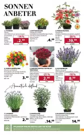 Dehner Prospekt woche 26 Seite 3