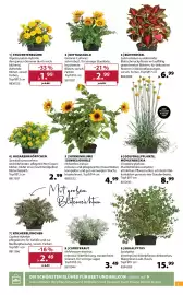 Dehner Prospekt woche 26 Seite 5