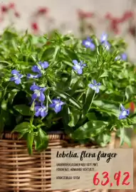 Blomsterlandet reklamblad Sida 8