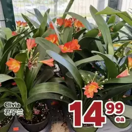 Nations Fresh Foods flyer week 26 Page 4