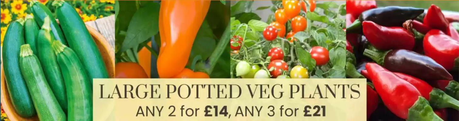 Dobbies (valid until 25-07)