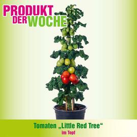 Blumen B&B Flugblatt Seite 8