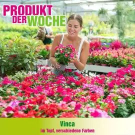 Blumen B&B Flugblatt Seite 1