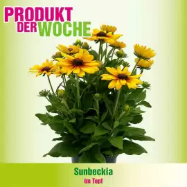 Blumen B&B Flugblatt Seite 2