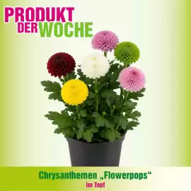 Blumen B&B Flugblatt Seite 3