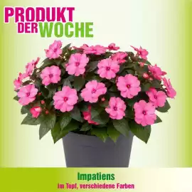 Blumen B&B Flugblatt Seite 5