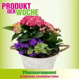Blumen B&B Flugblatt Seite 7