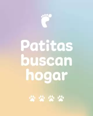 Doctor Pie (válido hasta 2-07)