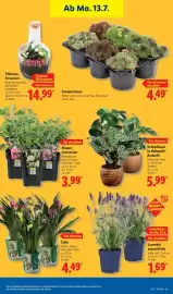 Lidl Prospekt Seite 27