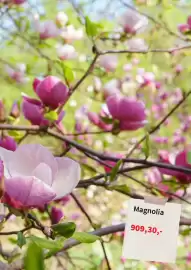 Plantagen annonsblad Sida 2