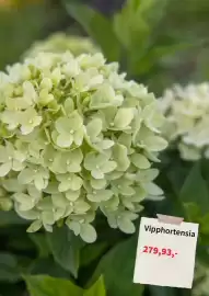 Plantagen annonsblad Sida 3