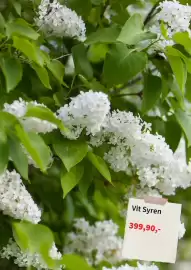 Plantagen annonsblad Sida 4