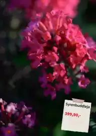 Plantagen annonsblad Sida 5
