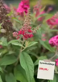 Plantagen annonsblad Sida 6
