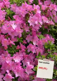 Plantagen annonsblad Sida 7