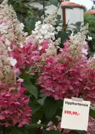 Plantagen annonsblad Sida 8