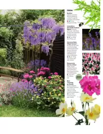 Squires Garden Centres leaflet Page 11