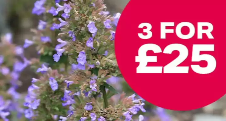 Webbs (valid until 1-08)