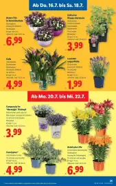 Lidl Flugblatt woche 29 Seite 29